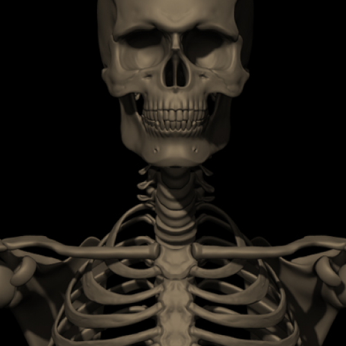High poly 3D Sculpure of Full Human Skelet, sculpted in Zbrush and Rendered in Marmoset